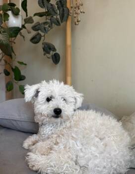 Toby -  Poodle Dog for Adoption in Tucson, Arizona - Toby | PetCurious