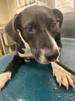 Star -  Mixed Breed Dog for Adoption in Mobile, Alabama - Star | PetCurious