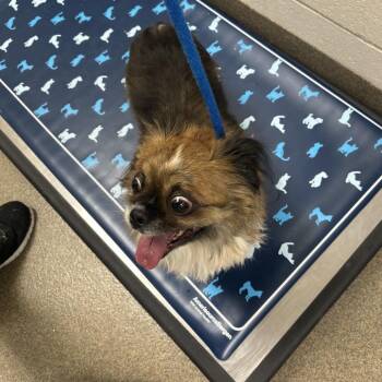 Toffee -  Pekingese Dog for Adoption in Council Bluffs, Iowa - Toffee | PetCurious