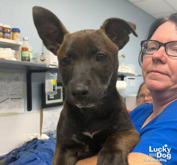 Monte -  Shepherd and Terrier Dog for Adoption in Washington, District Of Columbia - Monte | PetCurious
