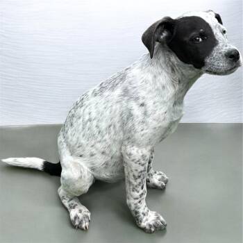 Australian Cattle Dog Blue Heeler and English Bulldog Dogs Available for Adoption in Brownstown, Indiana - Flash | PetCurious