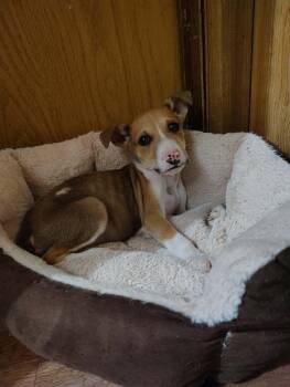 Mixed Breed and Terrier Dogs Available for Adoption in Crocker, Missouri - Pip Squeak | PetCurious
