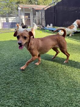 Boo Boo -  Miniature Dachshund and Chiweenie Dog for Adoption - Boo Boo | PetCurious