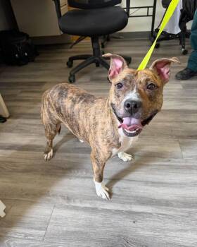 Raya -  American Bulldog Dog for Adoption in Lakeland, Florida - Raya | PetCurious