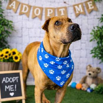 Shar Pei and Mixed Breed Dogs Available for Adoption in Lucas, Texas - Cash | PetCurious