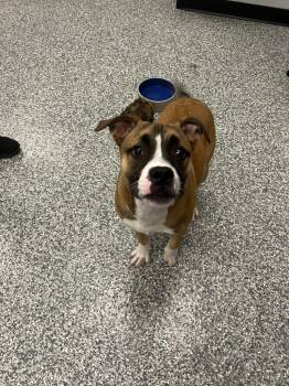 Chip -  American Bulldog and Pit Bull Terrier Dog for Adoption in Mustang, Oklahoma - Chip | PetCurious