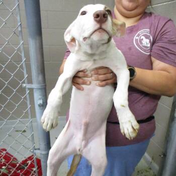 Gordo -  Mixed Breed Dog for Adoption in Las Cruces, New Mexico - Gordo | PetCurious