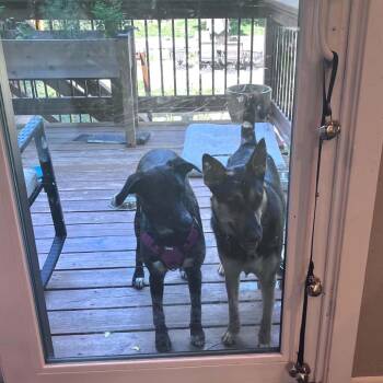 Mixed Breed Dogs Available for Adoption in Buffalo, Minnesota - Red Lobster | PetCurious