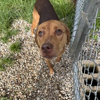 Coco -  Hound Dog for Adoption in Circleville, Ohio - Coco | PetCurious