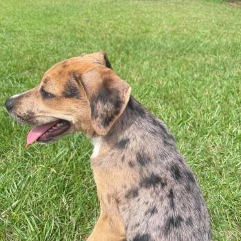 Tracker -  Catahoula Leopard Dog Dog for Adoption in Enterprise, Alabama - Tracker | PetCurious
