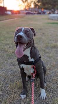 Pit Bull Terrier Dogs Available for Adoption - Marcelle | PetCurious