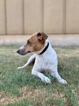 Hannah -  Jack Russell Terrier Dog for Adoption in Helotes, Texas - Hannah | PetCurious