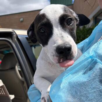 Skittles -  Border Collie and Mixed Breed Dog for Adoption in Reno, Nevada - Skittles | PetCurious