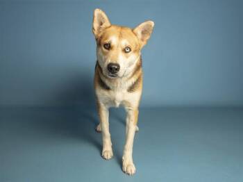 GIDGET -  Husky Dog for Adoption in Phoenix, Arizona - GIDGET | PetCurious