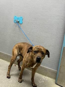 Pit Bull Terrier Dogs Available for Adoption in Las Vegas, Nevada - BUELLER | PetCurious