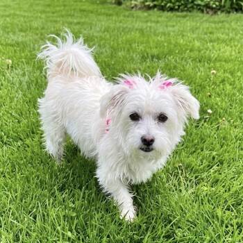 Lainey -  West Highland White Terrier Westie and Maltese Dog Available for Adoption in Las Vegas, Nevada - Lainey | PetCurious