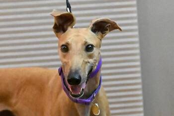 Luli -  Greyhound Dog for Adoption in Minneapolis, Minnesota - Luli | PetCurious