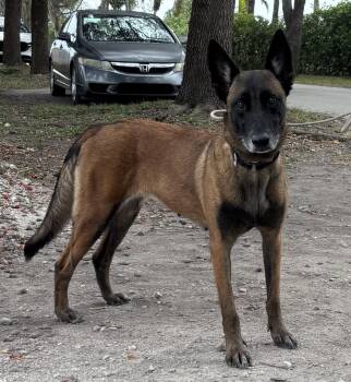 Berry - Located in Florida -  Belgian Shepherd Malinois Dog for Adoption in Imlay City, Michigan - Berry - Located In Florida | PetCurious