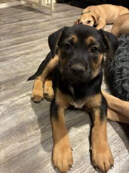 WREN -  Rottweiler and Labrador Retriever Dog for Adoption in Charlotte, North Carolina - WREN | PetCurious