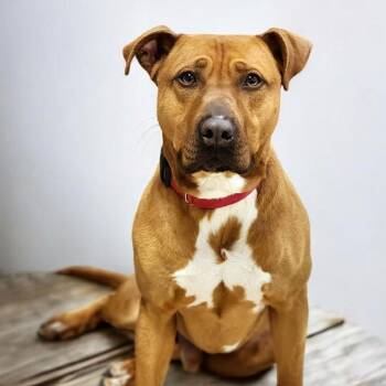 Louie -  Pit Bull Terrier Dog for Adoption in Zimmerman, Minnesota - Louie | PetCurious