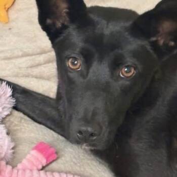 Evie -  Mixed Breed Dog for Adoption in Tunica, Mississippi - Evie | PetCurious
