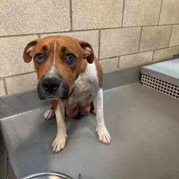 Mae -  Terrier Dog for Adoption in Des Moines, Iowa - Mae | PetCurious