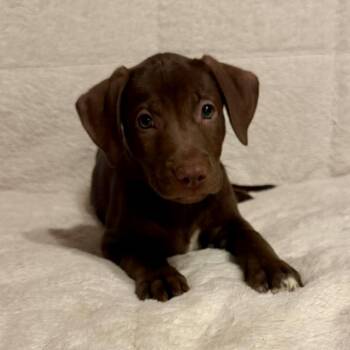 Reba (20260929-08) -  Labrador Retriever Dog for Adoption in Niagara Falls, Ontario - Reba (20260929-08) | PetCurious