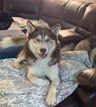 Rescue Siberian Husky Dogs for Adoption in Peoria, Illinois - Milo | PetCurious