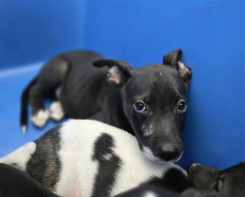COCACOLA -  Mixed Breed Dog for Adoption in Dallas, Texas - COCACOLA | PetCurious