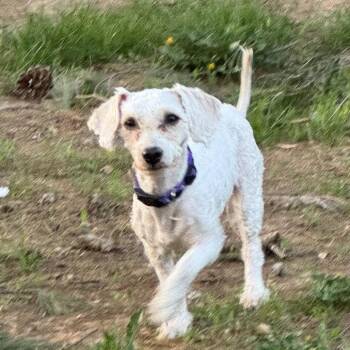 Bichon Frise Dogs Available for Adoption - Pretty Girl | PetCurious
