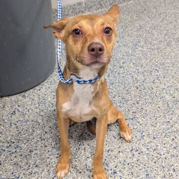 Lamb -  Mixed Breed Dog for Adoption in Greenville, South Carolina - Lamb | PetCurious