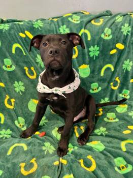 Pit Bull Terrier Dogs Available for Adoption - Timber | PetCurious