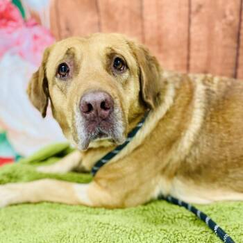 Labrador Retriever Dogs Available for Adoption in Lebanon, Missouri - Maggie | PetCurious