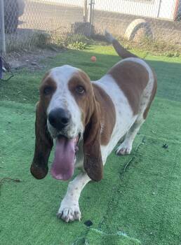 Quigley -  Basset Hound Dog for Adoption in Billings, Montana - Quigley | PetCurious