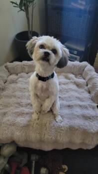 Cooper "Teddy Bear" -  Shih Tzu and Bichon Frise Dog Available for Adoption in Cuyahoga Falls, Ohio - Cooper "Teddy Bear" | PetCurious