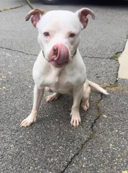 Alba -  Pit Bull Terrier Dog for Adoption in New Cumberland, West Virginia - Alba | PetCurious