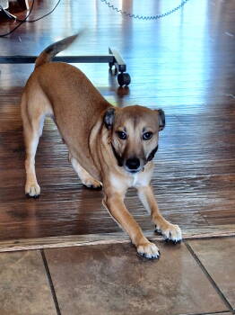 Rescue Chihuahua Dogs for Adoption in Mount Laurel Township, New Jersey - Minton | PetCurious