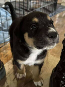 Rescue Boxer Dogs for Adoption in Shakopee, Minnesota - Pup 1 - ADOPTION PENDING!! | PetCurious