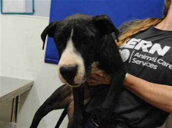 GAGA -  Pit Bull Terrier and Mixed Breed Dog for Adoption in Albuquerque, New Mexico - GAGA | PetCurious