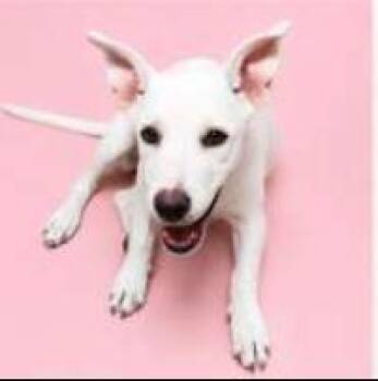 KIMBER -  German Shepherd Dog and Mixed Breed Dog for Adoption in Pueblo, Colorado - KIMBER | PetCurious