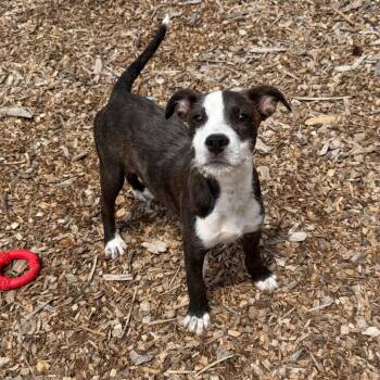 Polly -  Mixed Breed Dog for Adoption in Wappingers Falls, New York - Polly | PetCurious