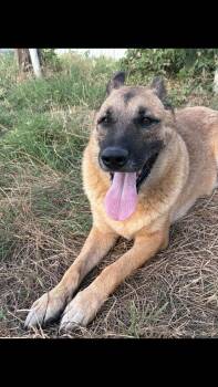 Ryan -  German Shepherd Dog Dog for Adoption - Ryan | PetCurious