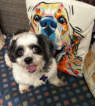 Georgie -  Shih Tzu and Terrier Dog for Adoption in Ellijay, Georgia - Georgie | PetCurious