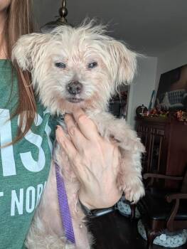 Zomi Dechanel aka "Omi" - FL -  Maltese and Yorkshire Terrier Dog for Adoption in Bryan, Texas - Zomi Dechanel Aka "Omi" - FL | PetCurious