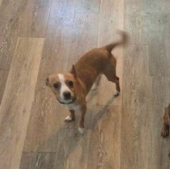 Shadow -  Miniature Dachshund and Silky Terrier Dog for Adoption in Penns Grove, New Jersey - Shadow | PetCurious