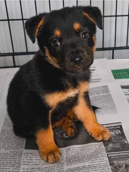 Draven -  Labrador Retriever and Shepherd Dog for Adoption in El Dorado, Arkansas - Draven | PetCurious