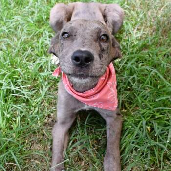 Coconut Hut -  Catahoula Leopard Dog and Mixed Breed Dog for Adoption in Beaumont, Texas - Coconut Hut | PetCurious