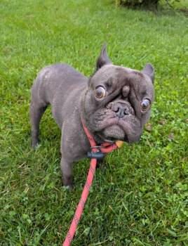 Metro -  French Bulldog Dog for Adoption in Vaudreuil-dorion, Quebec - Metro | PetCurious
