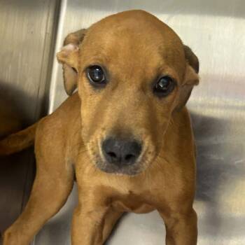 Oakley -  Terrier Dog for Adoption in Tyler, Texas - Oakley | PetCurious