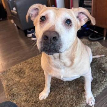 Amber (Courtesy Post) -  Yellow Labrador Retriever Dog for Adoption in Friday Harbor, Washington - Amber (Courtesy Post) | PetCurious